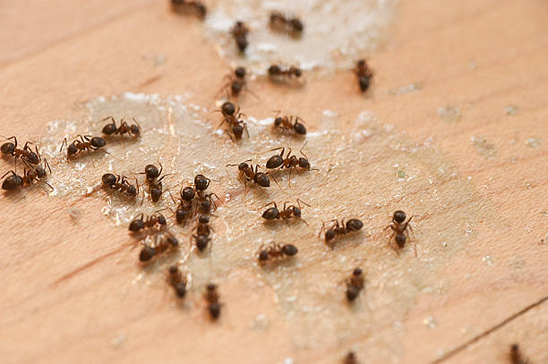 Best Pest Control for Homes  in Newport, AR